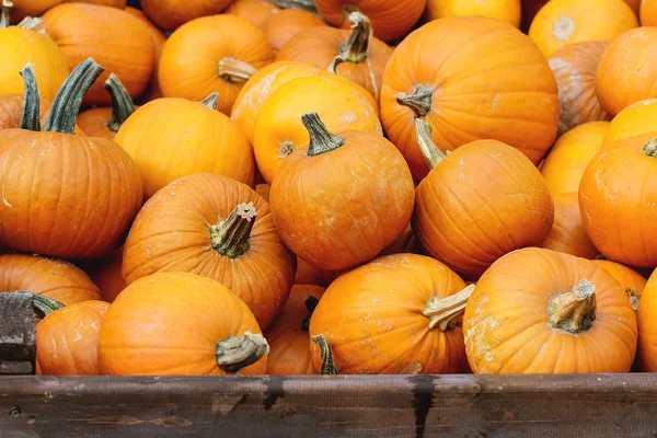 Pompoen de oogst op markt — Stockfoto