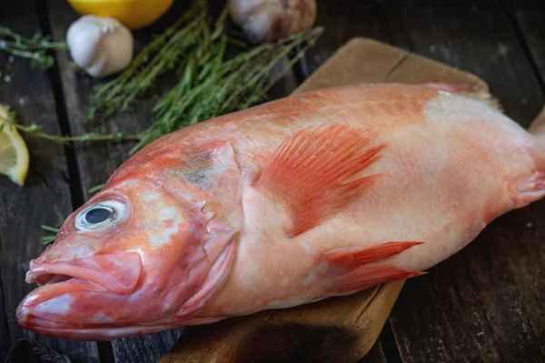 Raw grouper fish — Stock Photo, Image