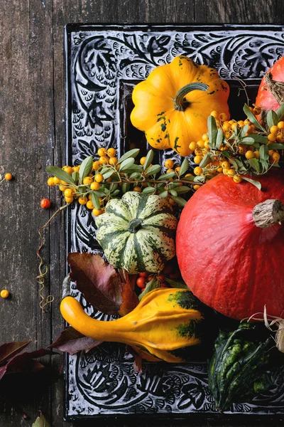 Assortment of different pumpkins and berries — Stock Photo, Image