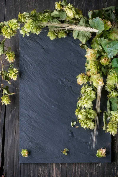 Green hop and ears of barley — Stock Photo, Image