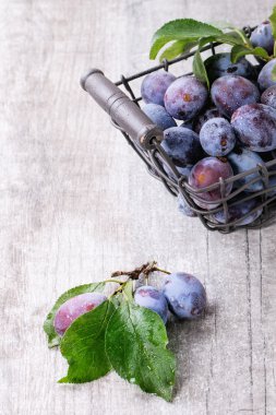 Erik yaprakları ile