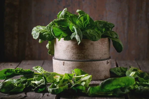 Mazzo di spinaci freschi — Foto Stock