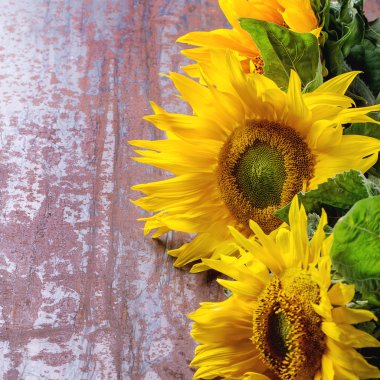 Sunflowers on metal surface