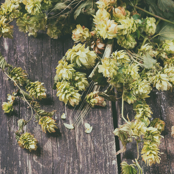 зеленый хмель и ячмень
