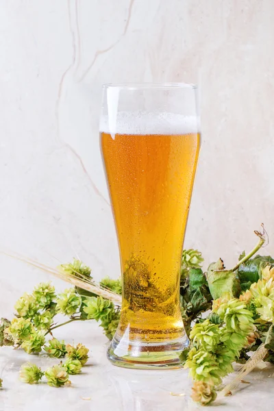 Glass of lager beer — Stock Photo, Image