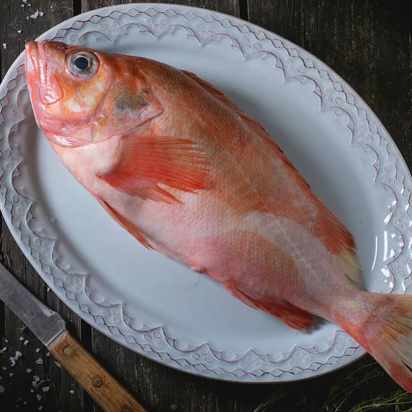 Peixes do grupo bruto — Fotografia de Stock