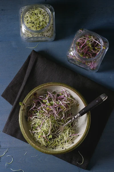 Verse spruiten salade — Stockfoto