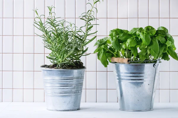 Herbs in pot — Stock Photo, Image