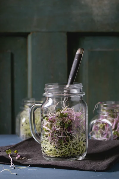 Verse spruiten in mason jar — Stockfoto