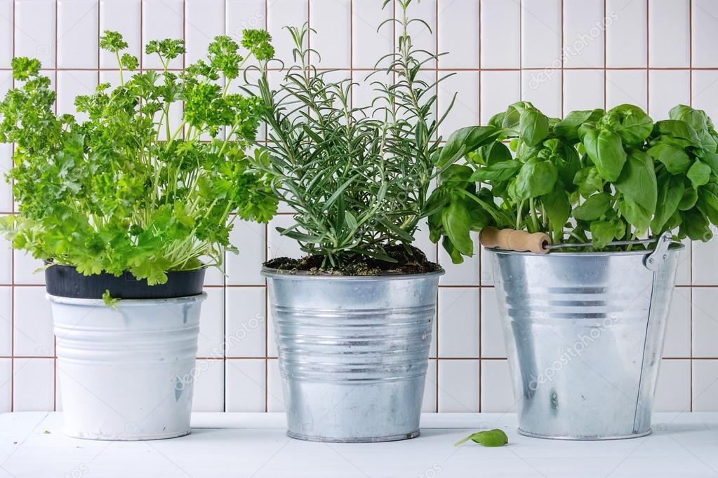 Herbs in pot — Stock Photo © NatashaBreen 99653560