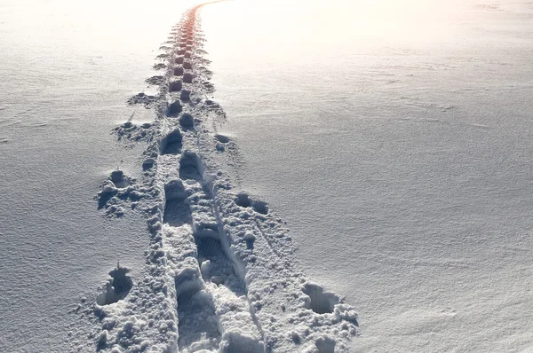 Voetstappen in de sneeuw gaan weg — Stockfoto