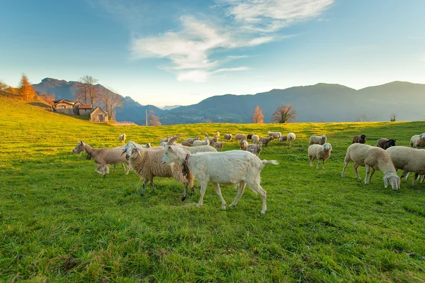 Boerderij met schapen en geiten — Stockfoto