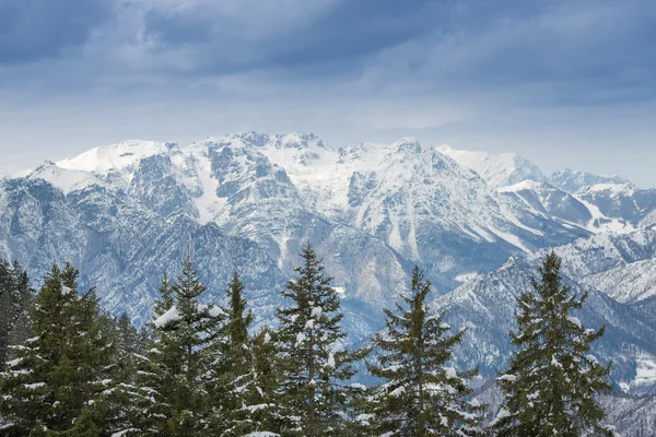 Snow mountains and pine trees — Stock Photo, Image