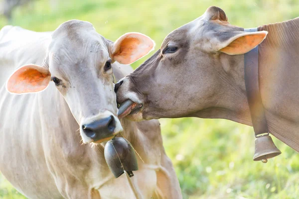 Two cows will lick with his tongue — Stock Photo, Image