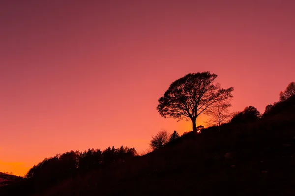 Cielo rosso in montagna con albero — Foto Stock
