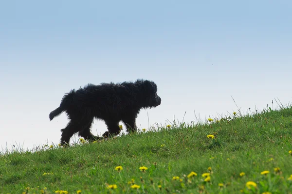 Cachorro perro negro — Foto de Stock