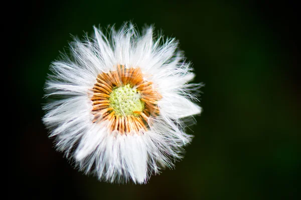 꽃의 열매 — 스톡 사진