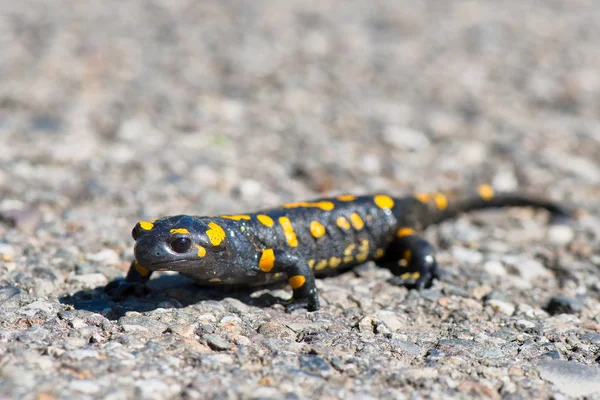 Salamandra andando na rua — Fotografia de Stock