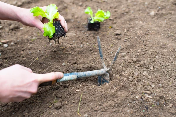 Planting lettuce in the garden — Stock Photo, Image