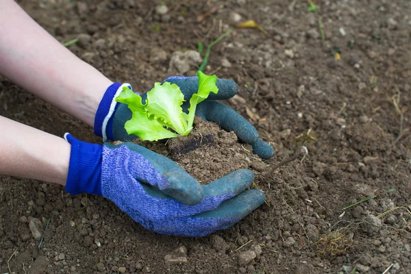 Planting lettuce in the garden — Stock Photo, Image