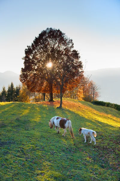 Horse mother with her little farm at sunset — Stock Photo, Image