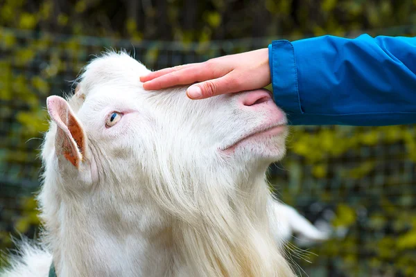Mano acariciando la cabeza de una cabra —  Fotos de Stock