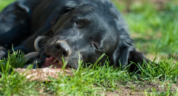 Particolare di giovane cane nero nella natura — Foto Stock