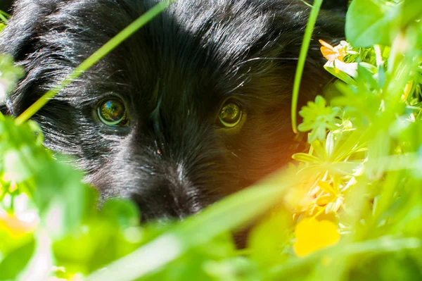 Особливість молодої чорної собаки — стокове фото