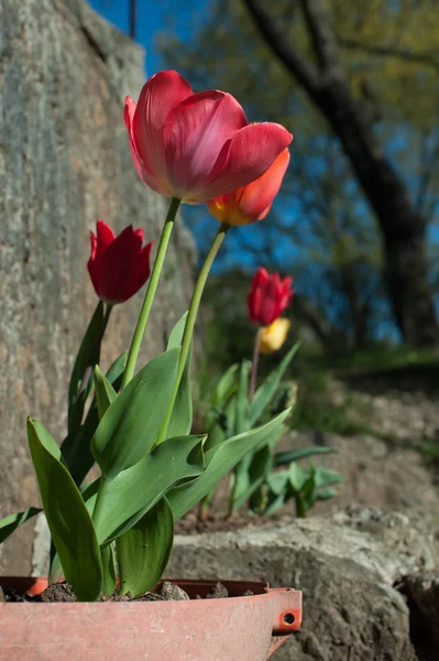 Розовые и красные тюльпаны в банке — стоковое фото