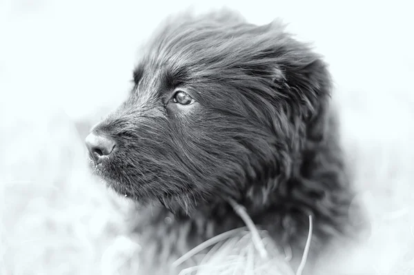 Zvláště pak mladých černého psa — Stock fotografie
