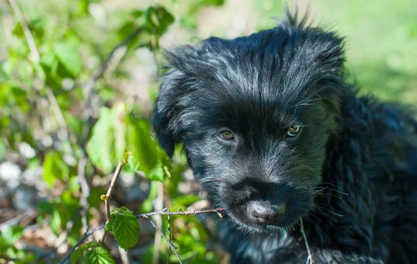 Particular of young black dog in the nature — Stock Photo, Image