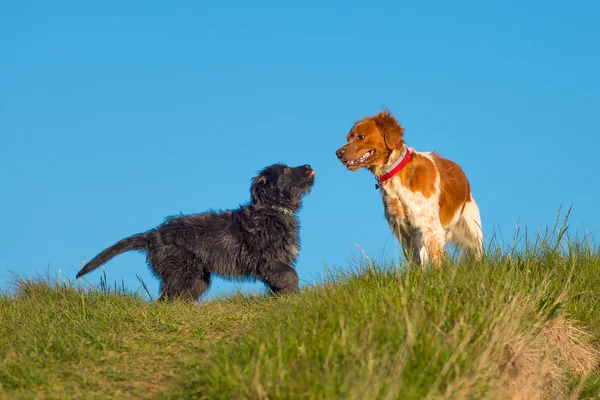 Due cani di colore diverso — Foto Stock