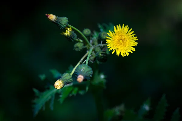 Żółty kwiat do góry — Zdjęcie stockowe