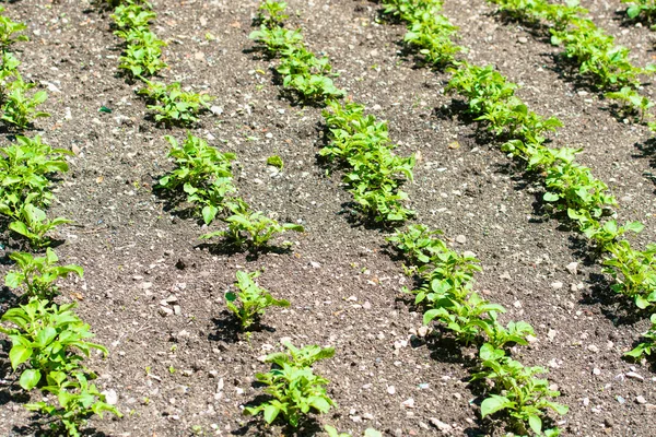 Potatoes in the vegetable garden — Stock Photo, Image