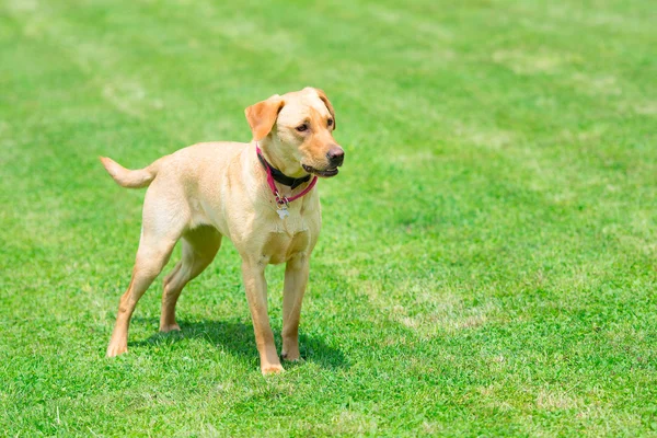 Labrador na louce — Stock fotografie