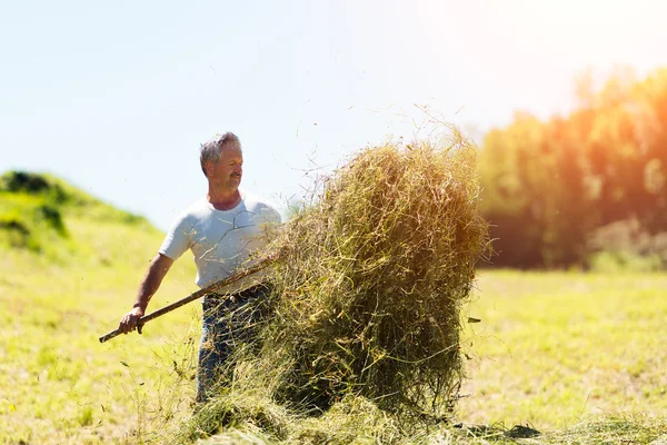 Man farmer turns the hay with a hay fork — Stock Photo, Image