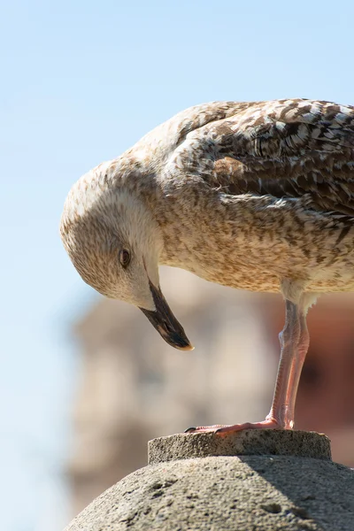 Große Taube beobachtet seine Pfoten — Stockfoto