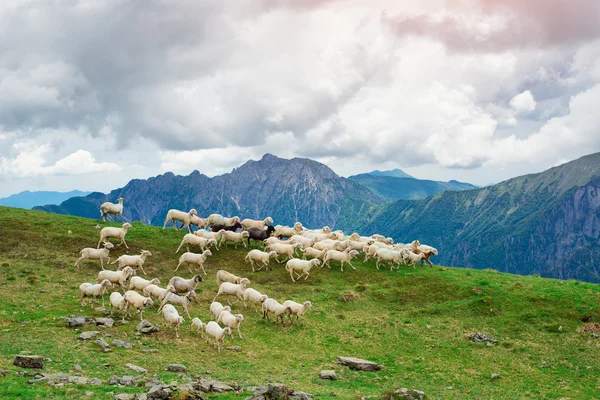 Sheep run on green mountain pastures — Stock Photo, Image