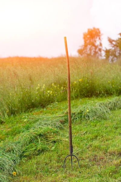 Pitchfork hay planted in the meadow — Stock Photo, Image