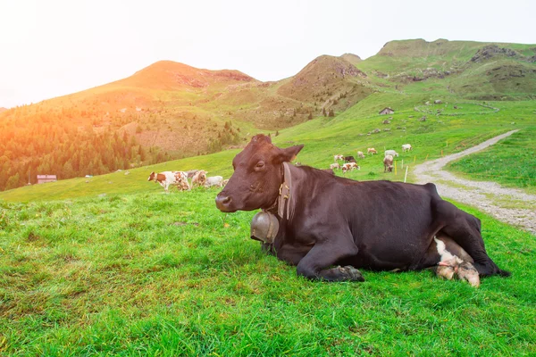 Kuh liegt auf Weide in den italienischen Alpen — Stockfoto