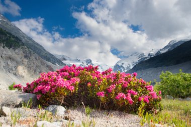 Rhododendrons under mountains of glaciers in the Alps clipart