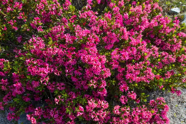 Articular group of rhododendron — Stock Photo, Image