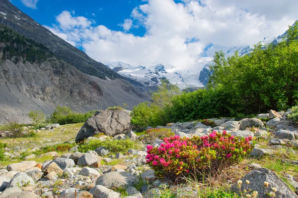 Rhododendrons bajo montañas de glaciares en los Alpes — Foto de Stock