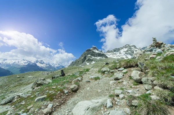 Hond ziet er van de top van de berg met sneeuw in swiss — Stockfoto