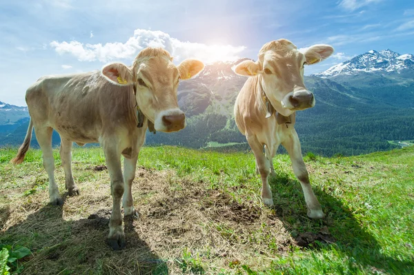 Swiss krowy wyglądają nas w szczycie góry — Zdjęcie stockowe