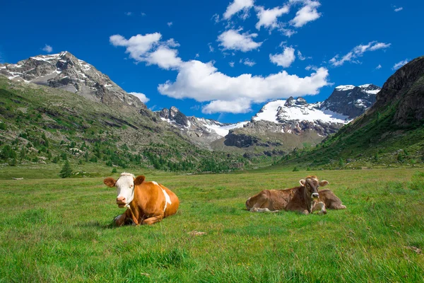 Vacas pastando nas altas montanhas nos Alpes Suíços — Fotografia de Stock