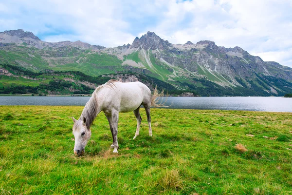 Witte paard in een grote weide in de buurt van een meer in de bergen — Stockfoto