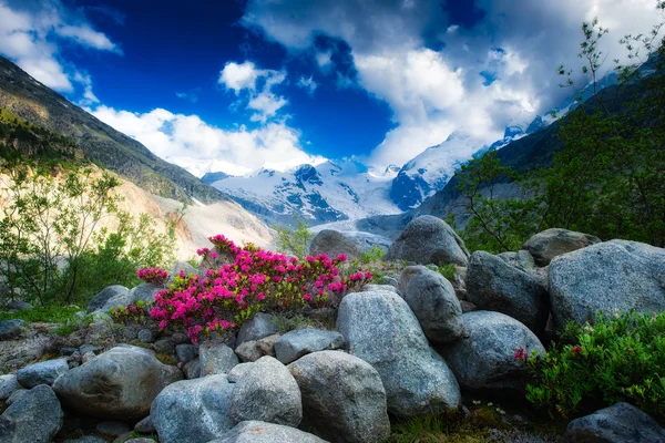Rododendros nas altas montanhas sob uma geleira alpina — Fotografia de Stock