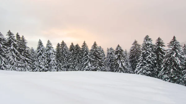 Зимовий Пейзаж Великою Кількістю Снігових Засніжених Сосен — стокове фото
