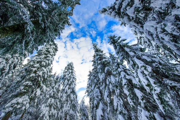 Árboles Abeto Alto Después Fuertes Nevadas —  Fotos de Stock